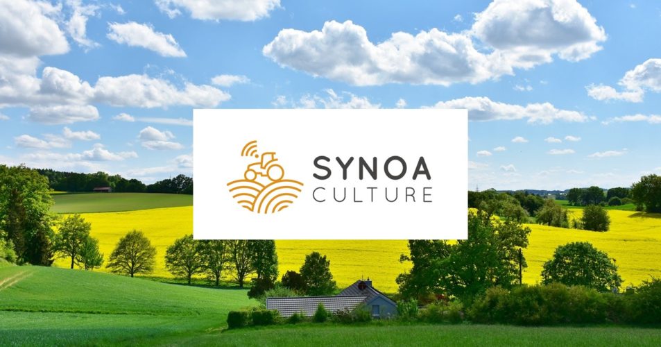 Synoa cultures